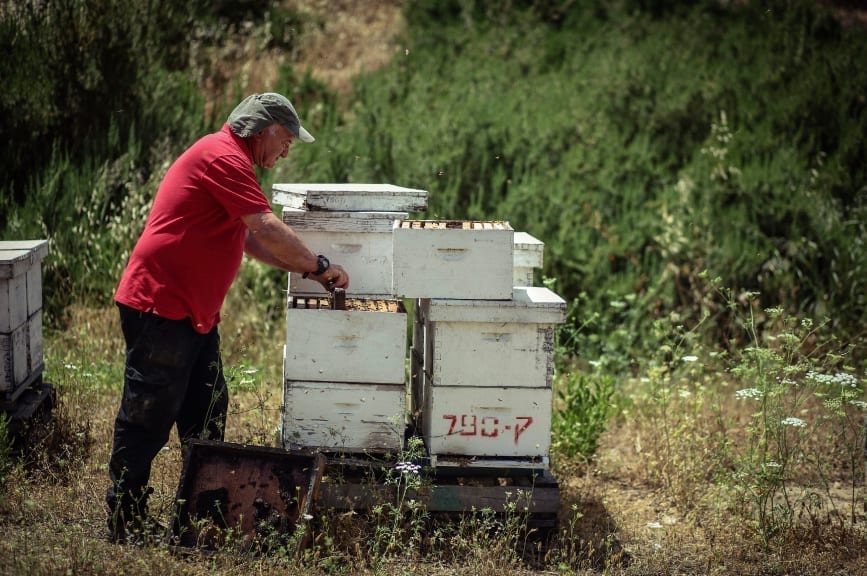 Read more about the article ׳A Day with the Beekeeper׳